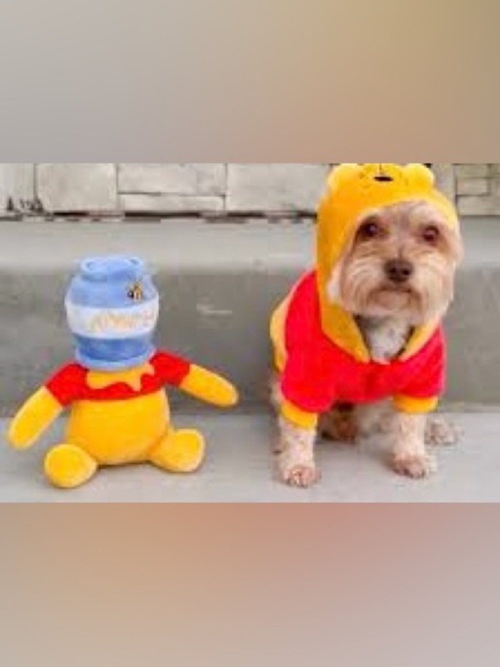 Disney costume Winnie the Pooh PET